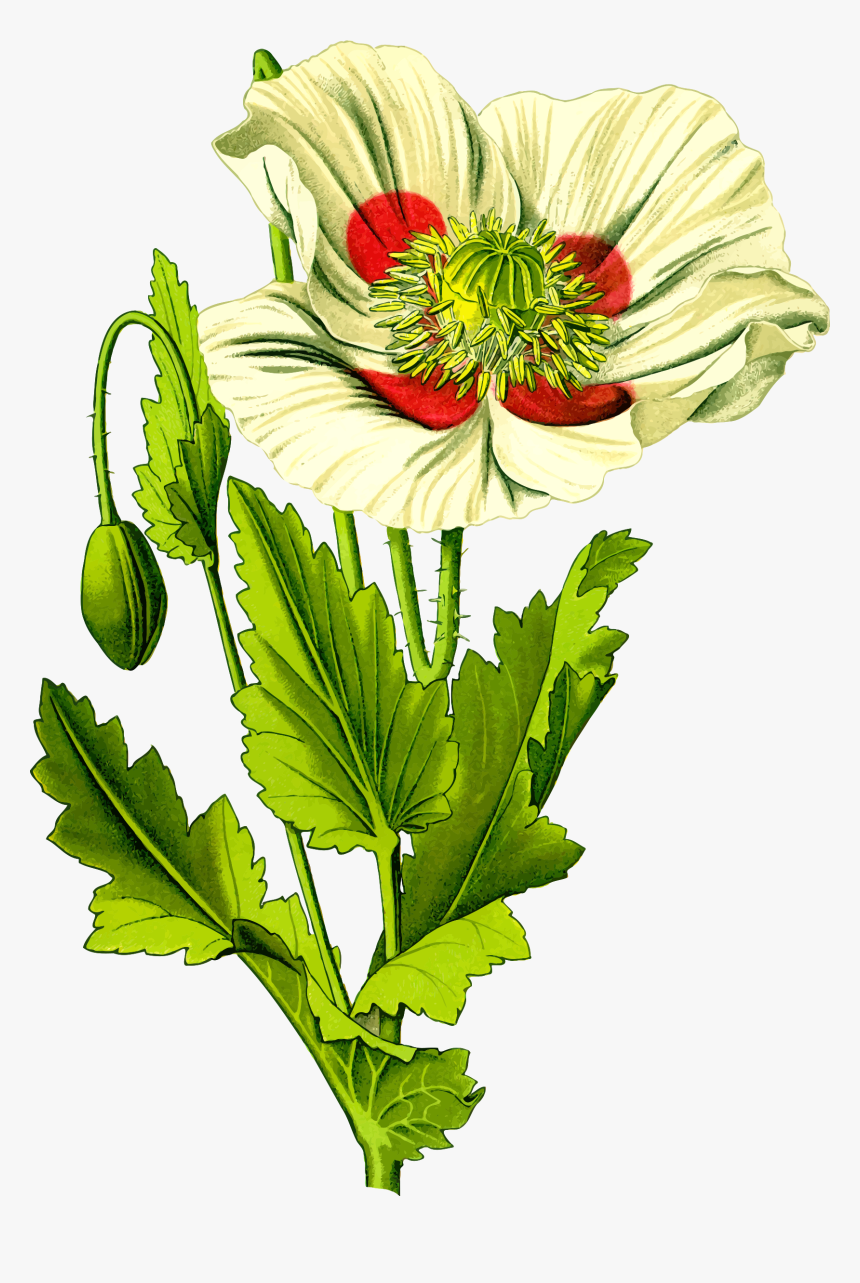 Opium Poppy 3 Clip Arts - Opium Ancient Rome, HD Png Download