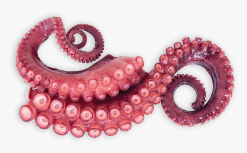 #tentacles #octopus #sticker - Tentaculos De Pulpo, HD Png Download