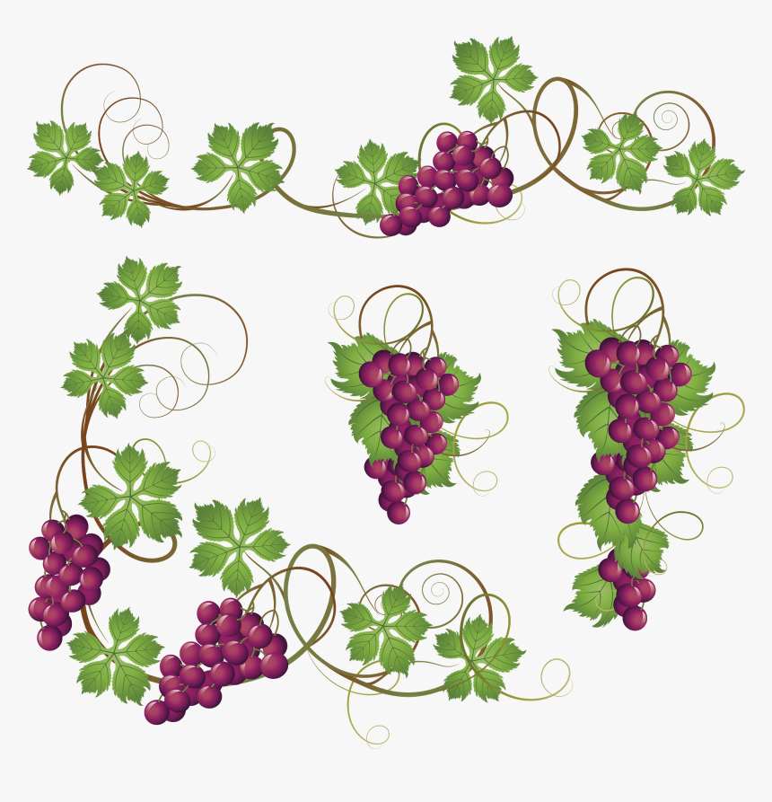 Common Grape Vine Clip Art - Grapes On Vine Clipart, HD Png Download