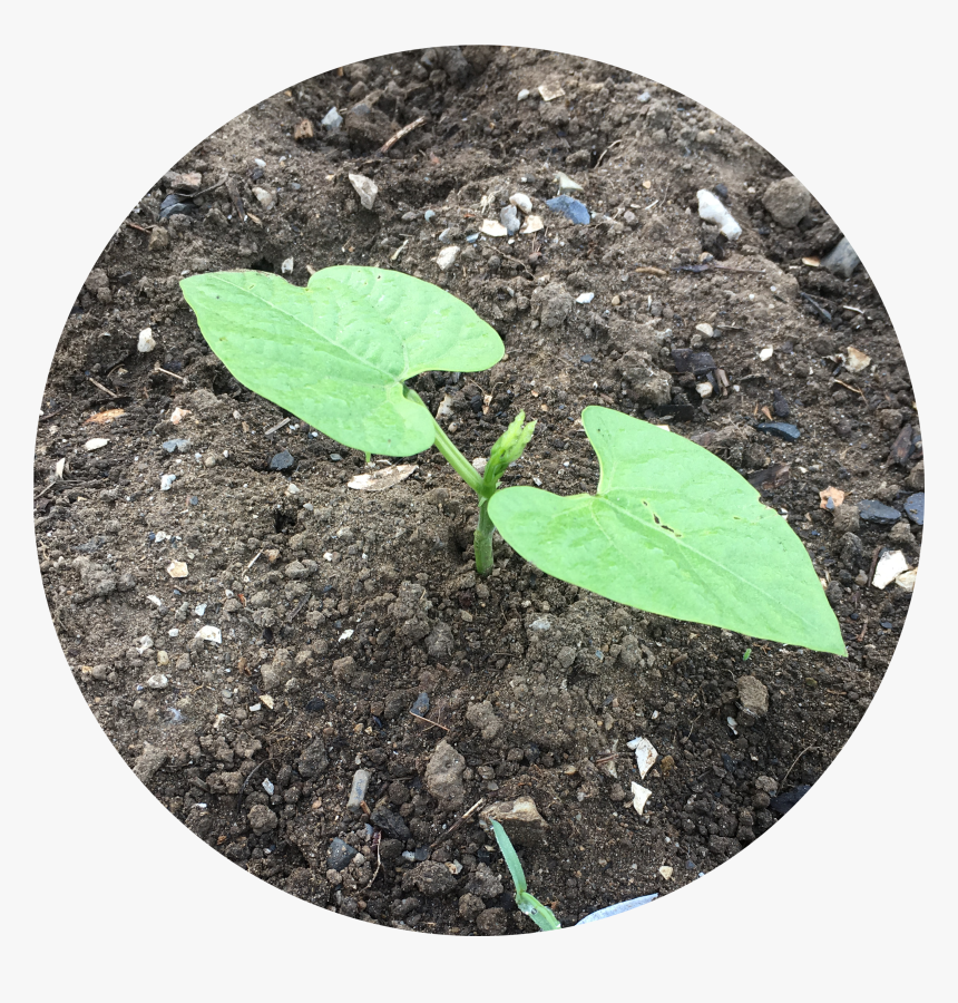 Morning Glory, HD Png Download