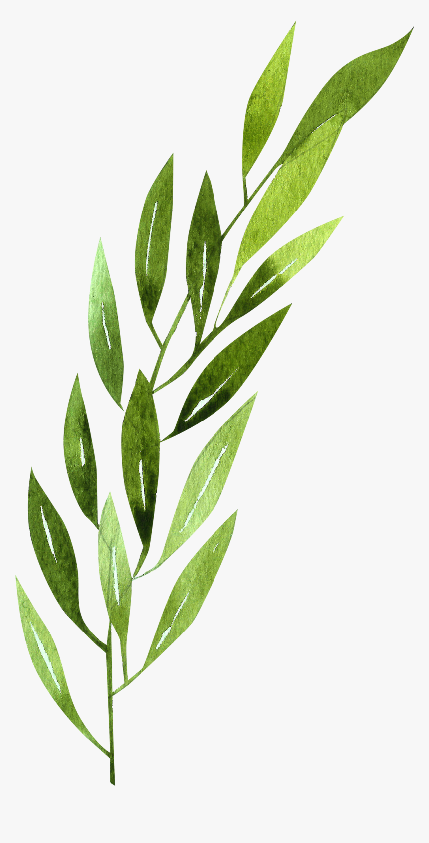 Watercolor Art In Painting - Morella Cerifera Png, Transparent Png