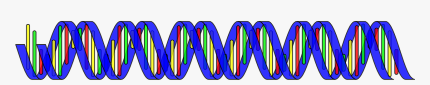 Double Helix Png, Transparent Png