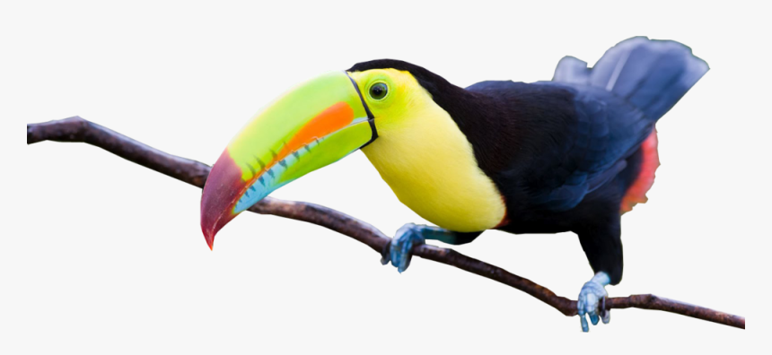 Share This Image - Imagenes De Tucanes Hermosos, HD Png Download