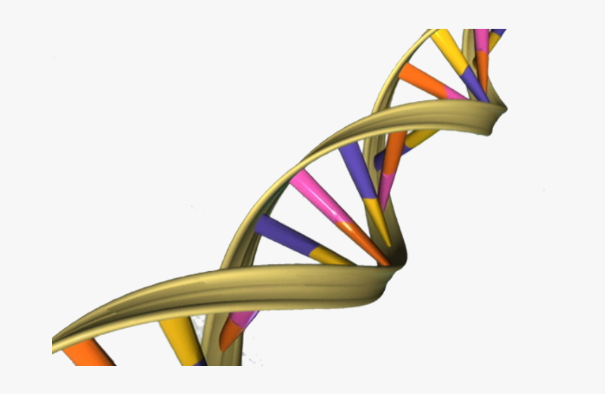 Aged Dna May Activate Genes Differently - Helix In Real Life, HD Png Download