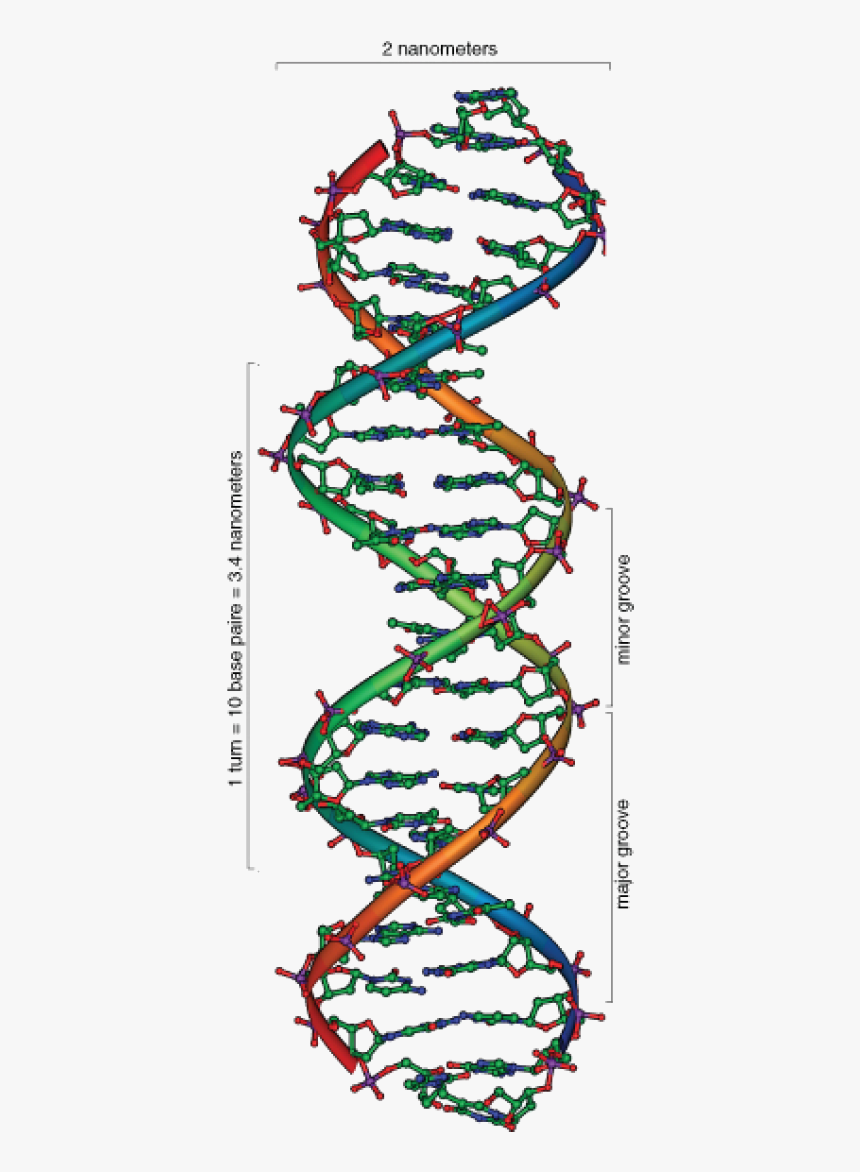 Deoxyribose Sugar Double Helix, HD Png Download