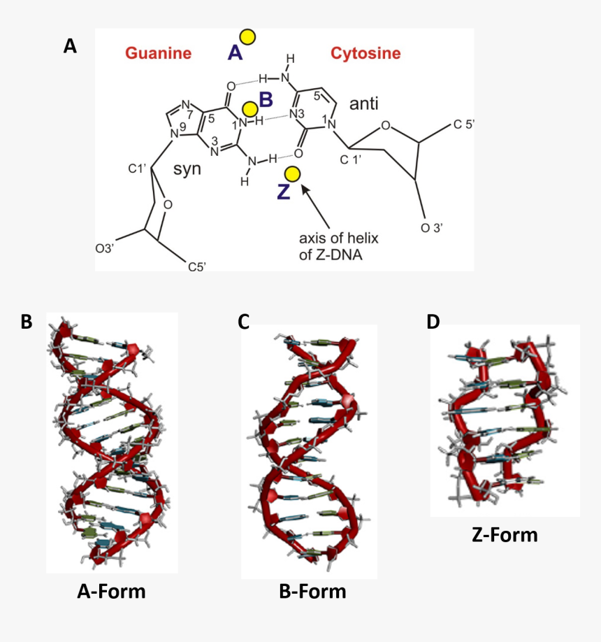 Form Double Helix, HD Png Download