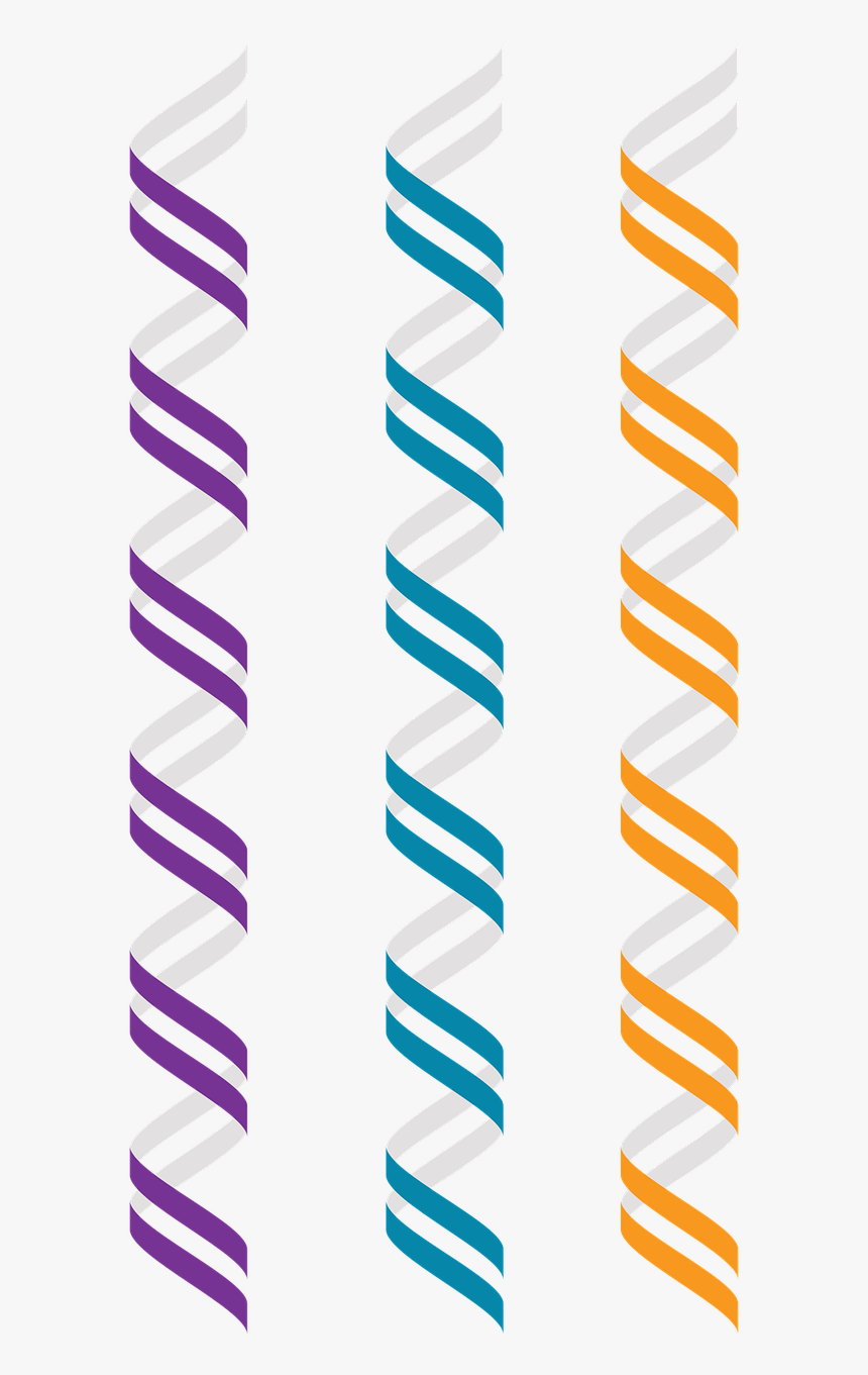 Z Dna Left Handed Double Helix Alternate Geometry Free - Dupla Helice Png, Transparent Png