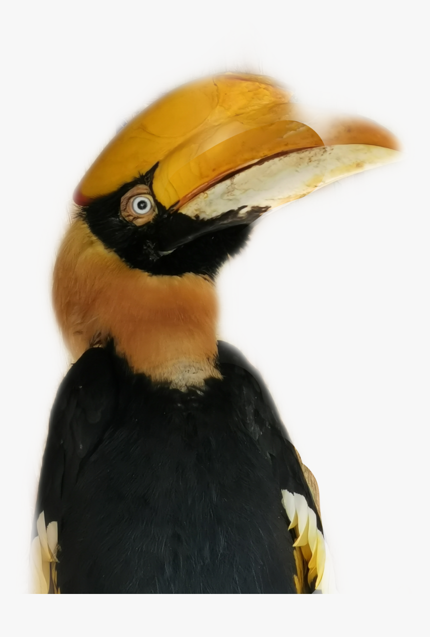 #tucan #bird - Hornbill, HD Png Download