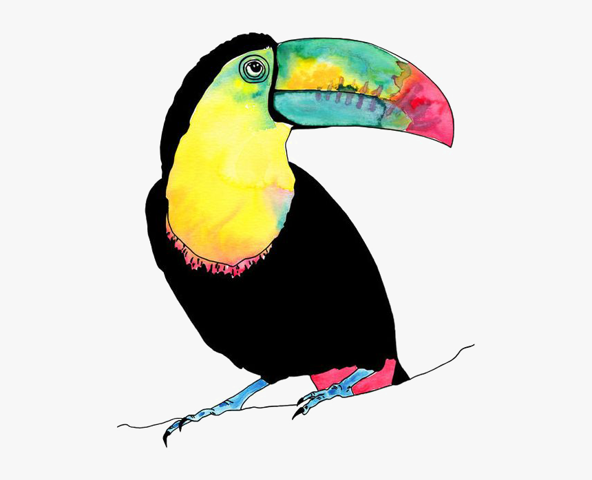 #tucan - Tropical Birds Watercolour, HD Png Download