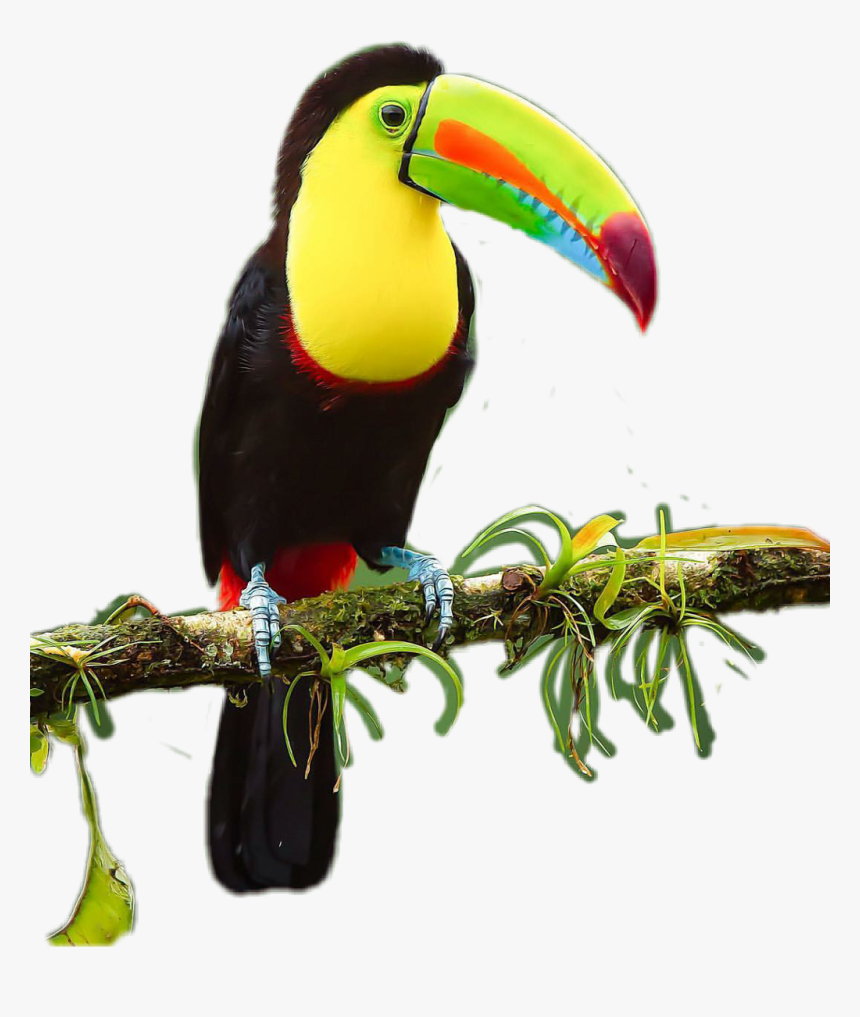 #tucan - Toucan, HD Png Download