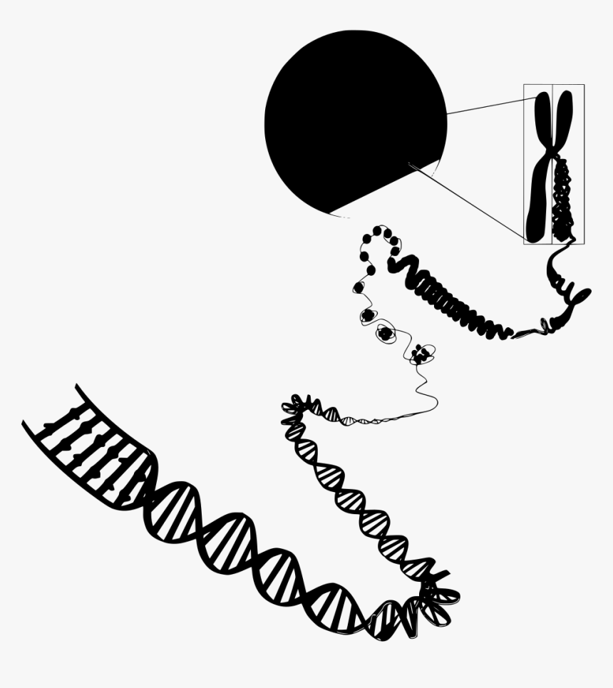 Transparent Double Helix Png - Euchromatin And Heterochromatin Diagram, Png Download