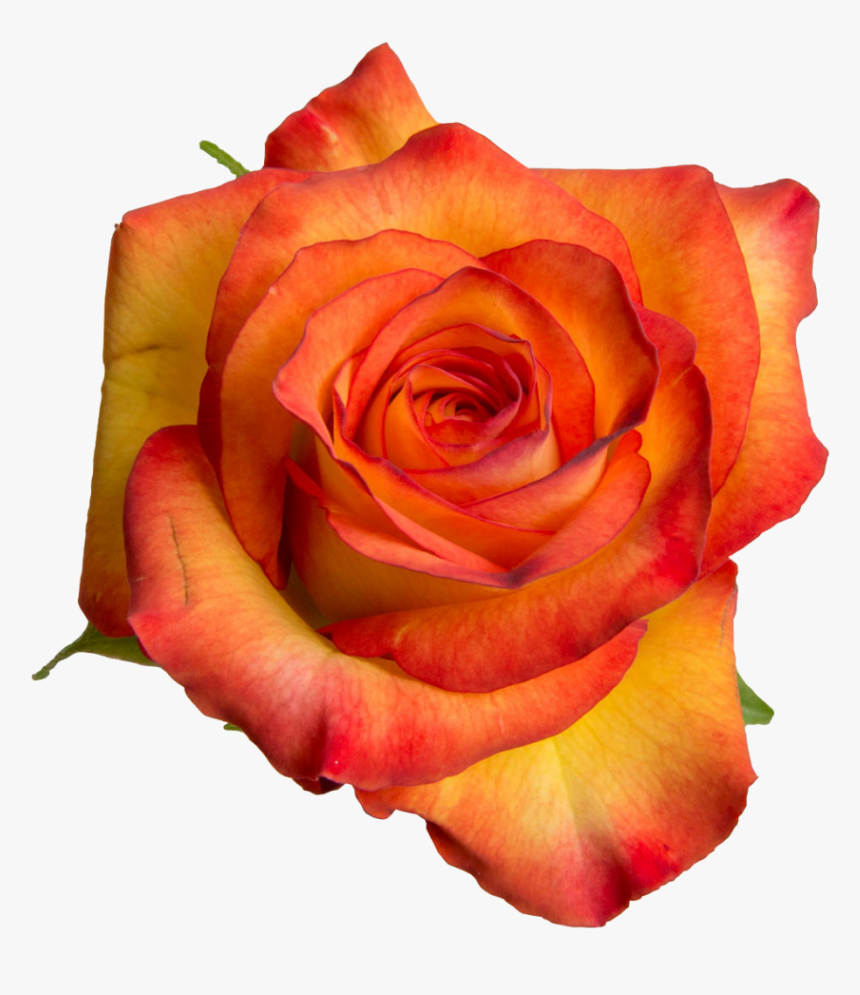 Garden Roses, HD Png Download