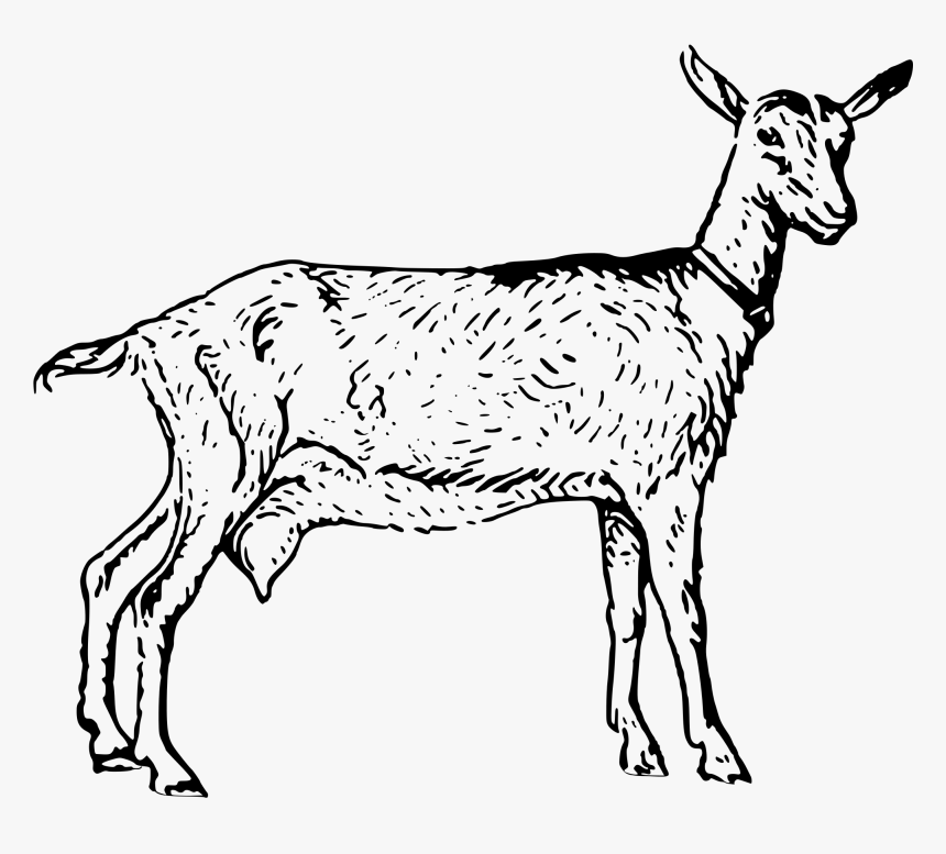 Collection Of Free Goat Drawing Stoner Download On - Goat Black And White Clip Art Transparent, HD Png Download