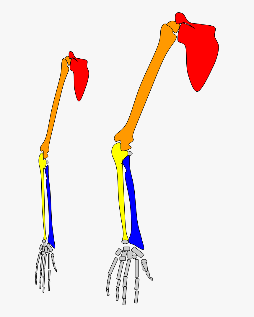Ball And Socket Joint Gibbon Wrist, HD Png Download , Transparent Png