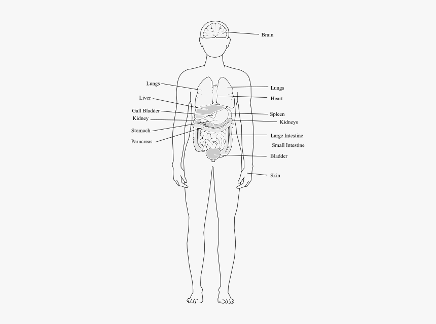 Human Body Organs - Human Body Structure Clipart, HD Png Download