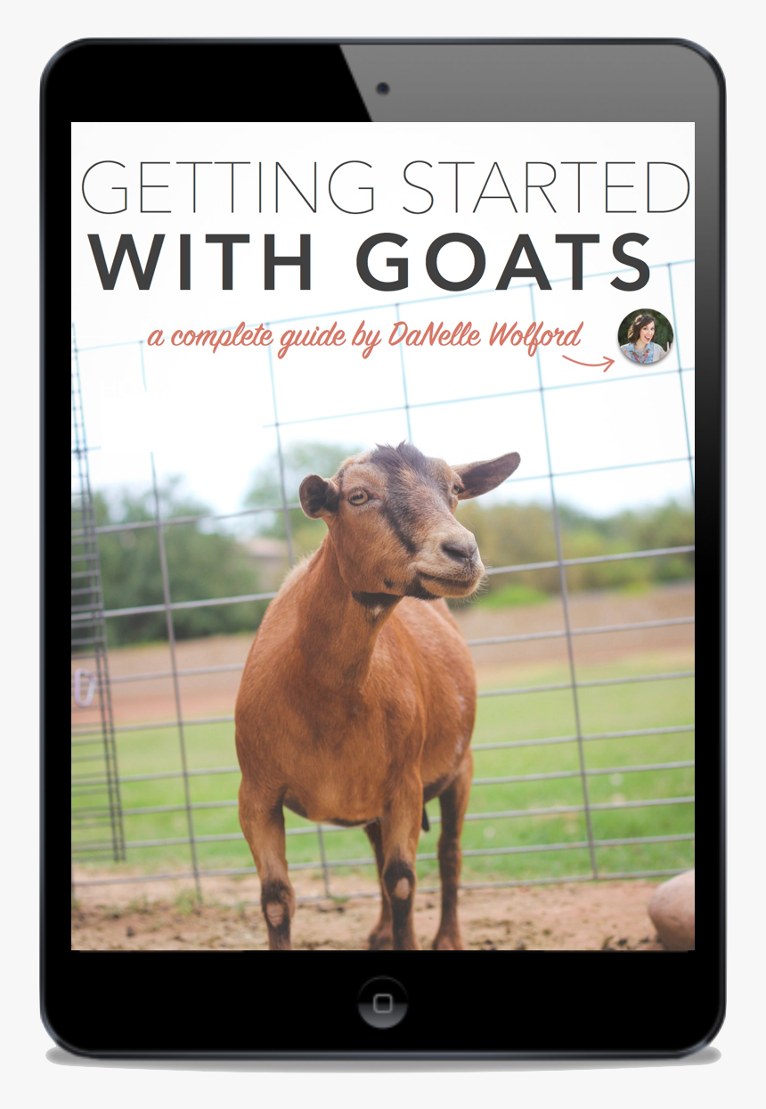 Cattle, HD Png Download