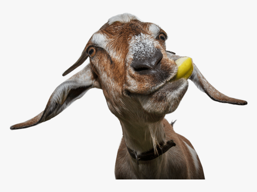 Get Started - Funny Goat, HD Png Download