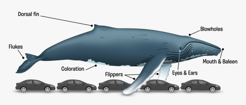 Ballena-en - Long Is 62 Ft, HD Png Download