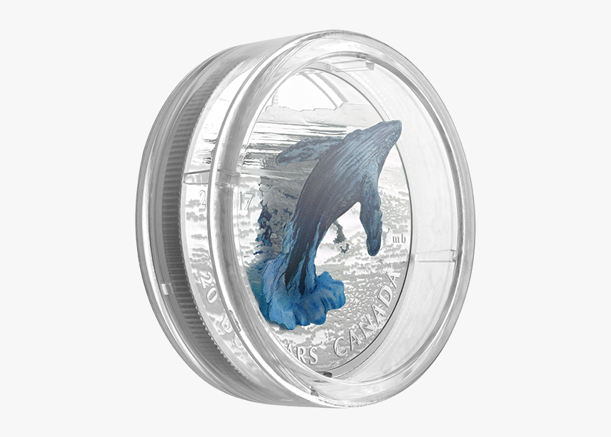 Stallion, HD Png Download