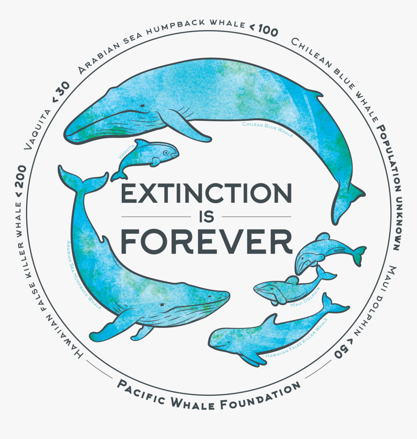 Humpback Whale Png, Transparent Png