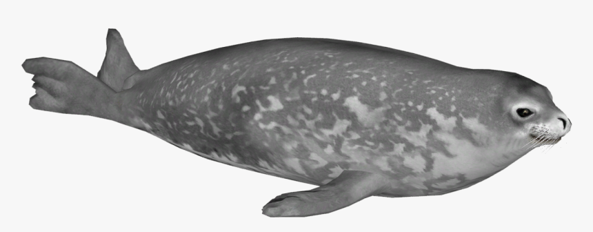 Humpback Whale , Png Download - Weddell Seal Transparent, Png Download