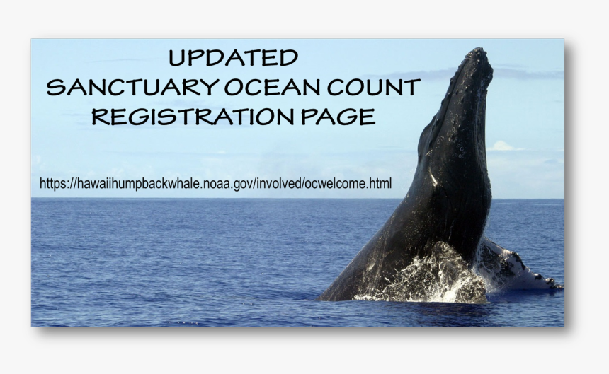 Humpback Whale Png, Transparent Png