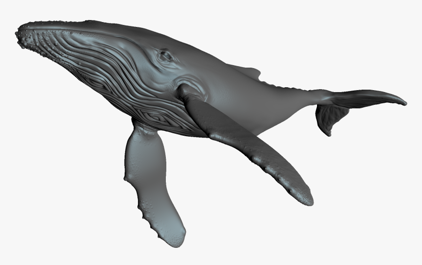 Blue Whale, HD Png Download