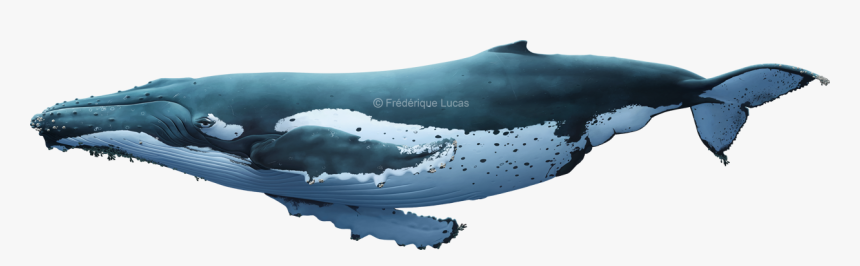 Grey Whale, HD Png Download