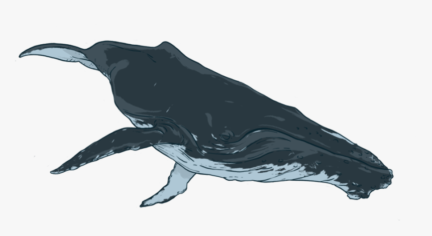 By Donating To Oceanswell You Are Helping Us - Humpback Whale, HD Png Download