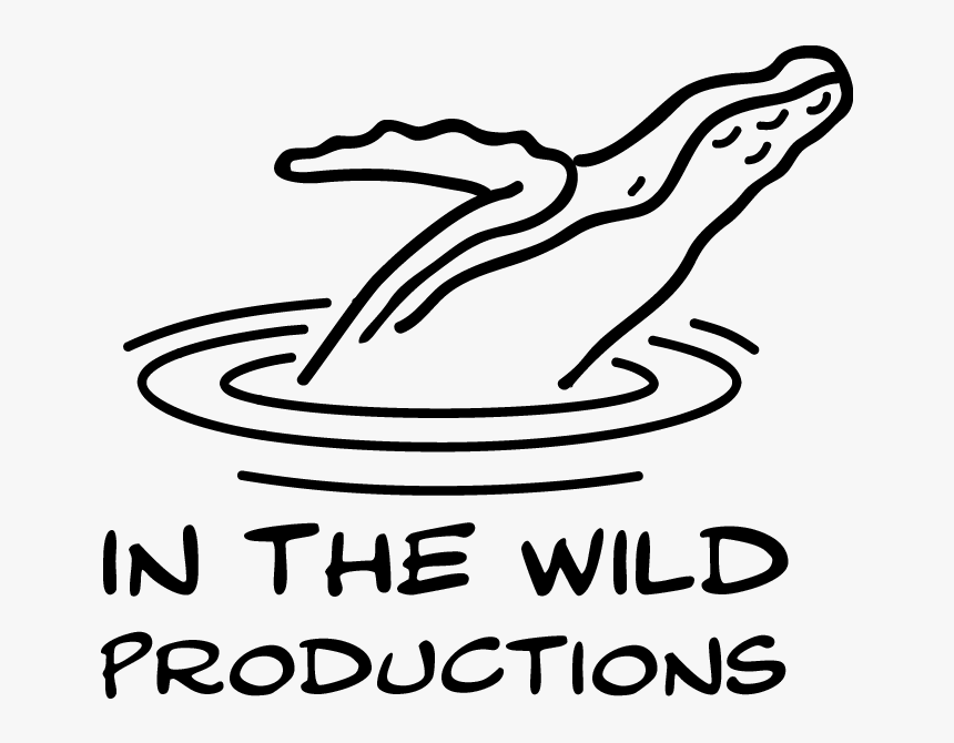 In The Wild Productions Whale Footage Whale Watch Videos - Line Art, HD Png Download