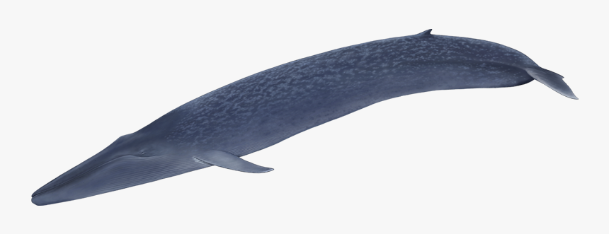 Beloniformes, HD Png Download