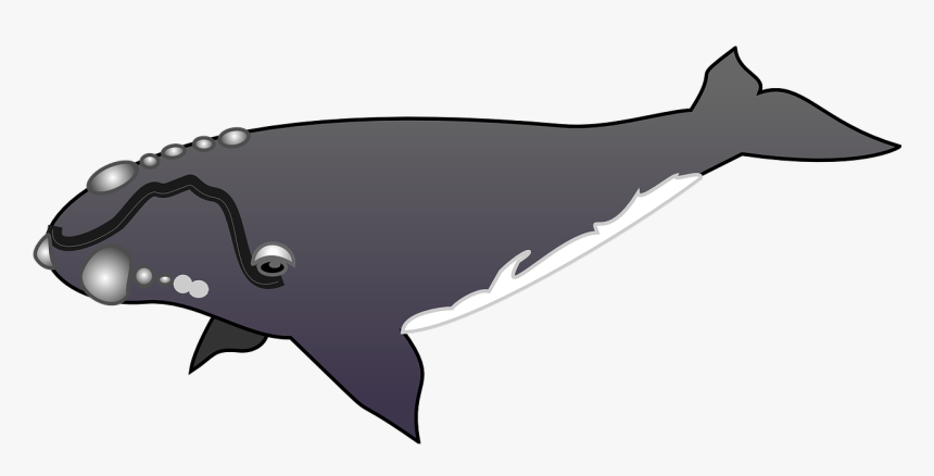 Humpback Whale Clipart Gray Whale - Grey Whale Clip Art, HD Png Download