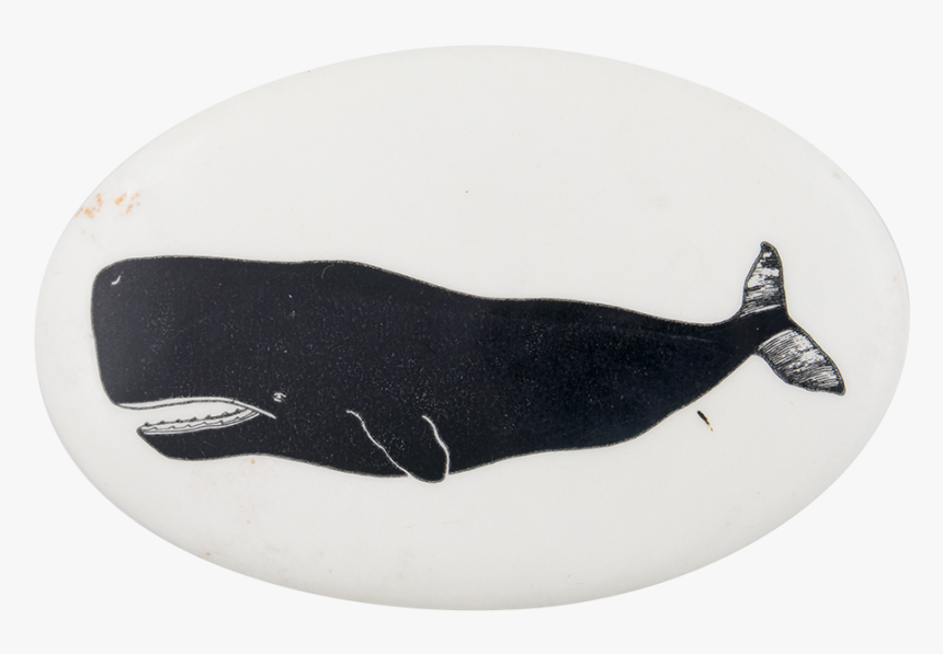 Sperm Whale 2 Art Button Museum - Ribbon Seal, HD Png Download