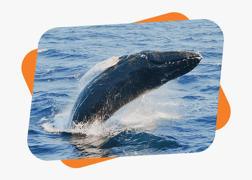 No Whales Free Ticket - Whales, HD Png Download