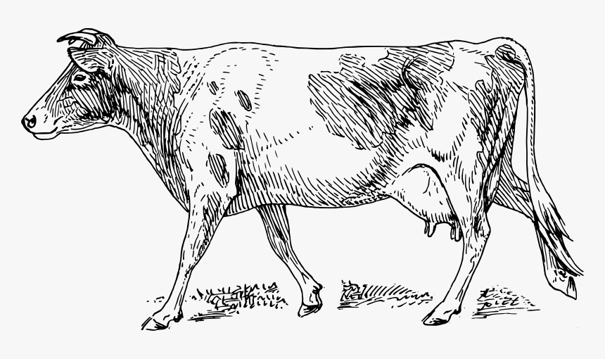Free Vector Guernsey Cow - Guernsey Cow Drawing, HD Png Download