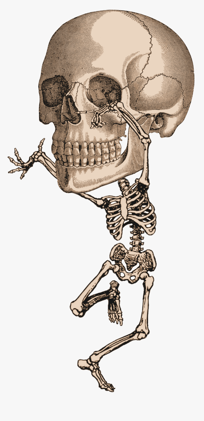 Skeleton Dancing Clip Art, HD Png Download