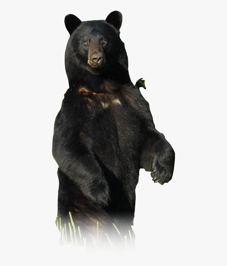 American Black Bear, HD Png Download