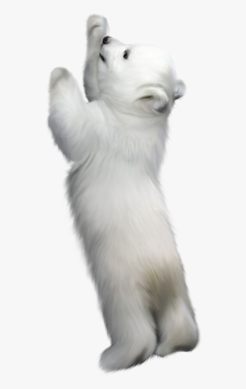 Фотки Winter Backgrounds, Bear Clipart, Winter Clipart, - Winter Clipart Transparent Background, HD Png Download