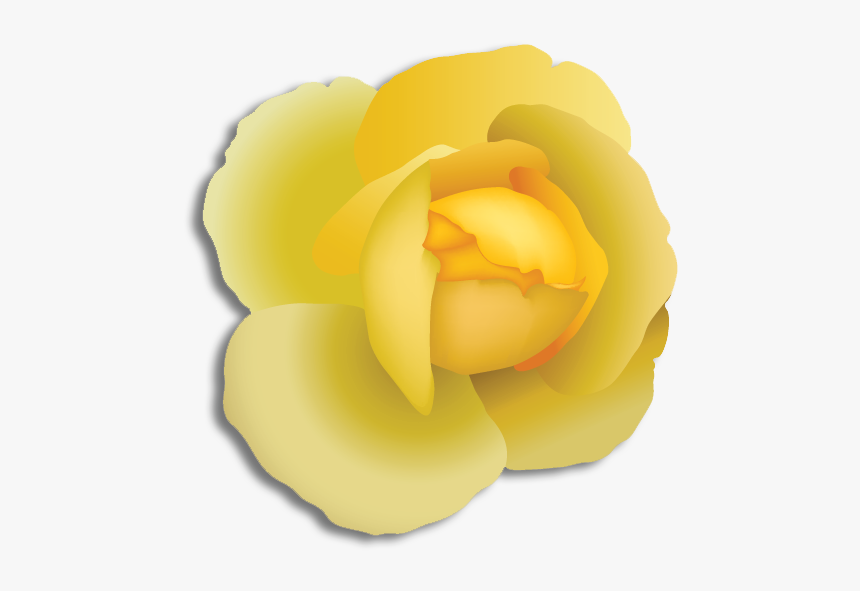 Japanese Camellia, HD Png Download