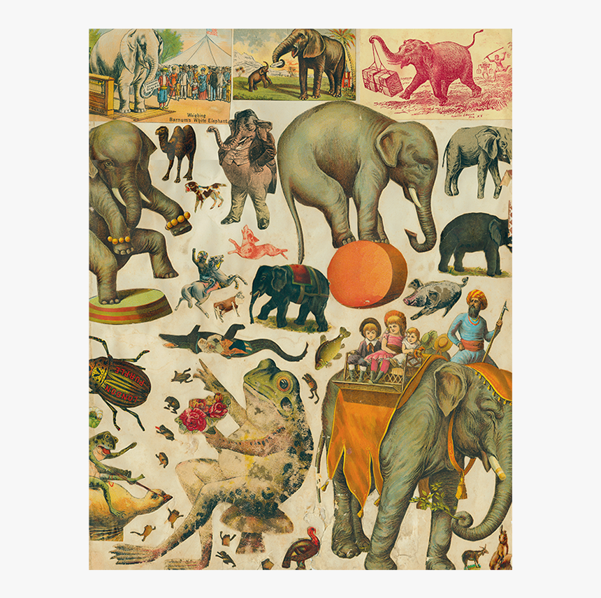 Indian Elephant, HD Png Download