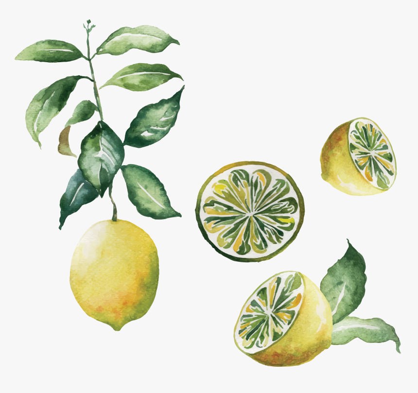 Transparent Lemon Emoji Png - Watercolor Lime Transparent Background, Png Download