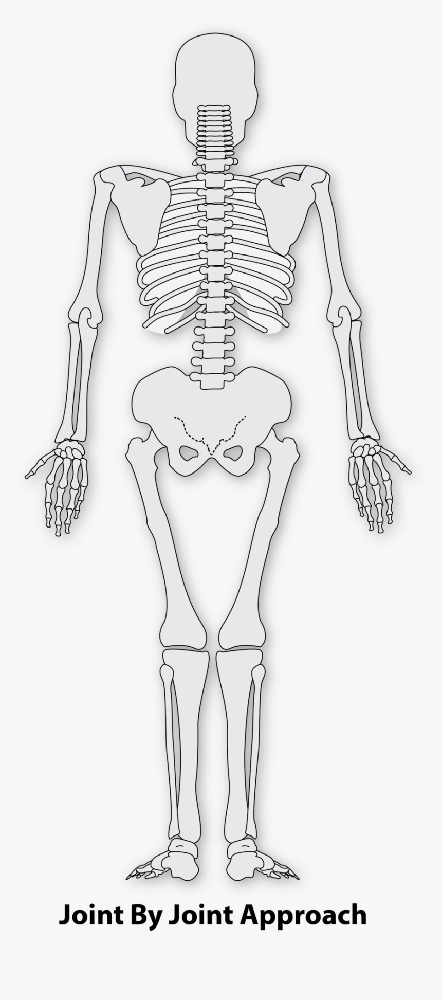 Transparent Skeleton Arm Png - Highfield Awarding Body For Compliance, Png Download