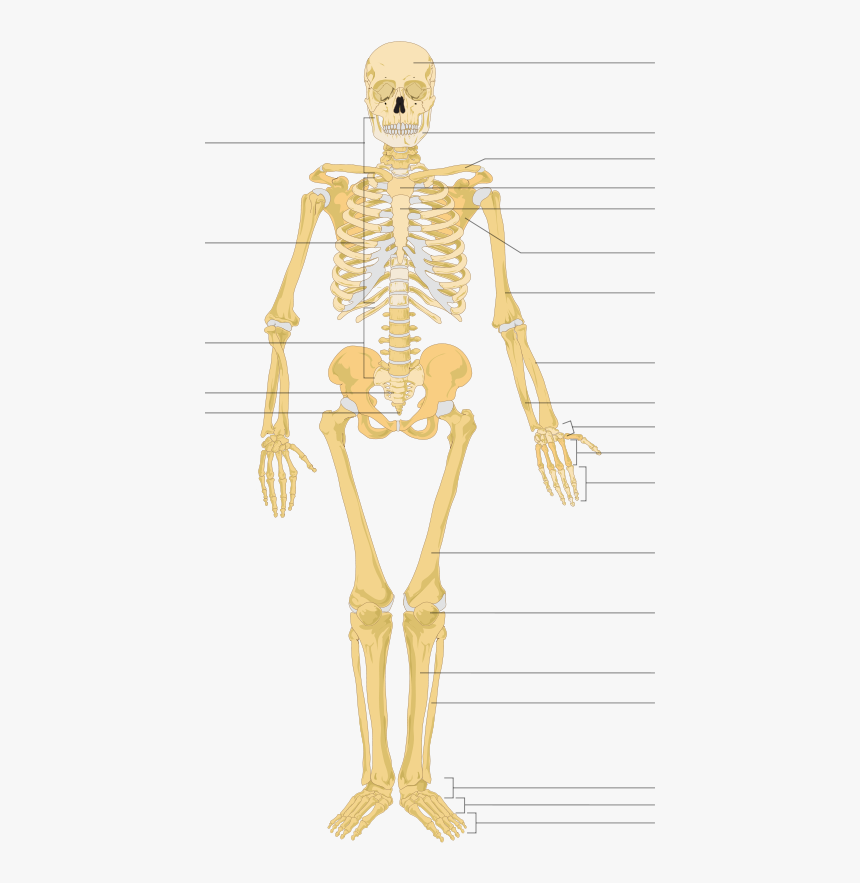 Human Skeleton Hd, HD Png Download