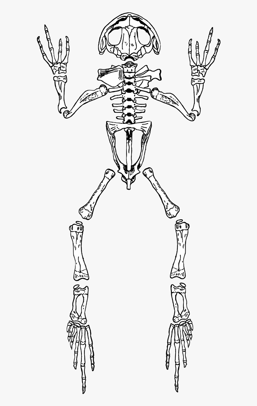 Frog Skeleton Anatomy Free Photo, HD Png Download