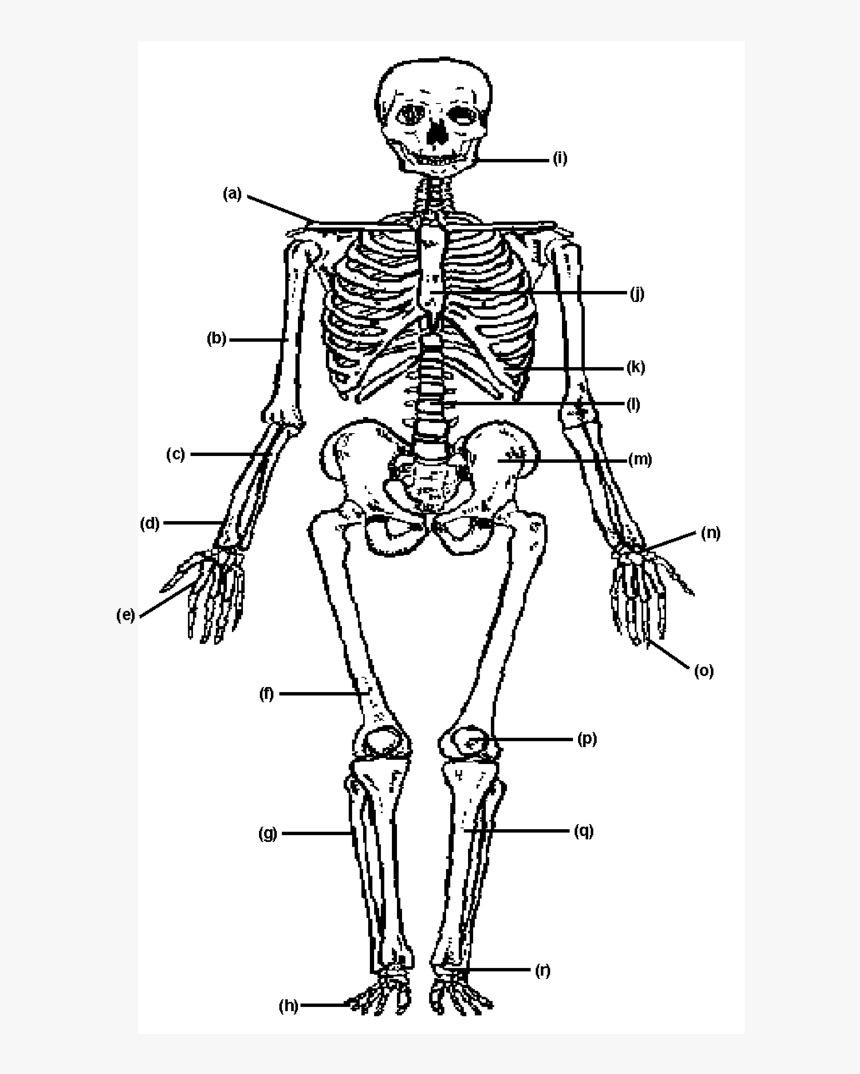 Systeme Musculo Squelettique Pdf, HD Png Download