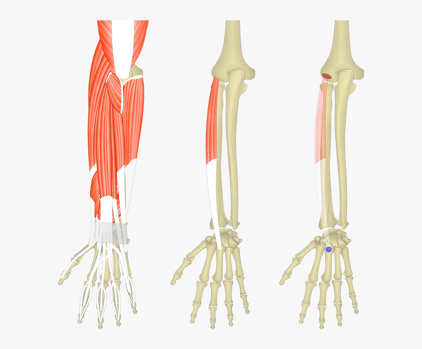Muscles Pf The Forearm And Wrist, HD Png Download