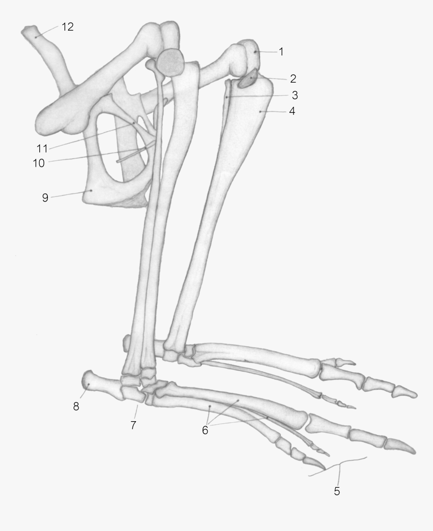 Kangaroo Tibia, HD Png Download
