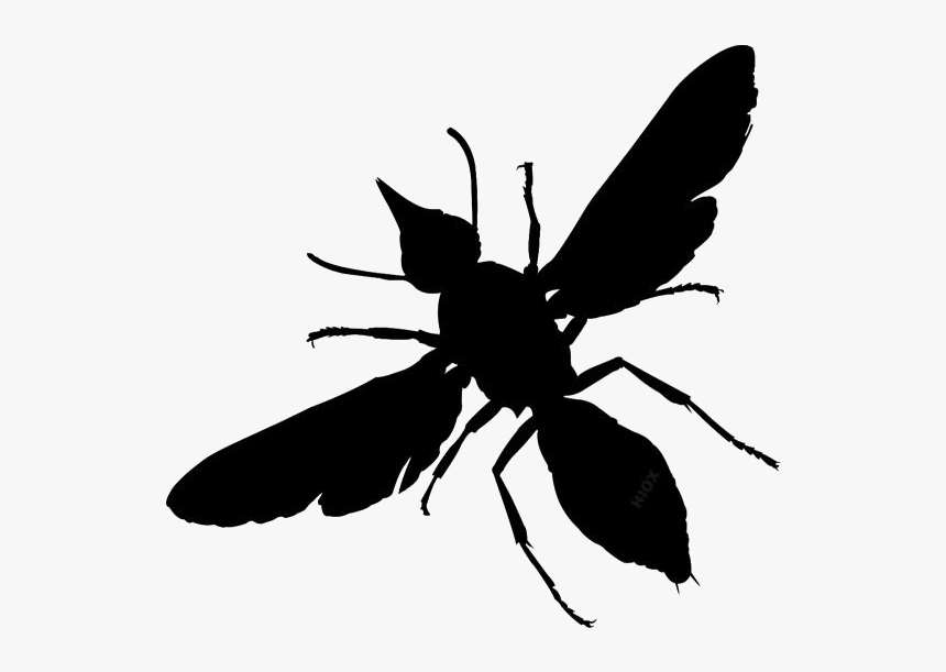 Yellow Jacket Insect Png Transparent Clipart For Download - Bug Png, Png Download