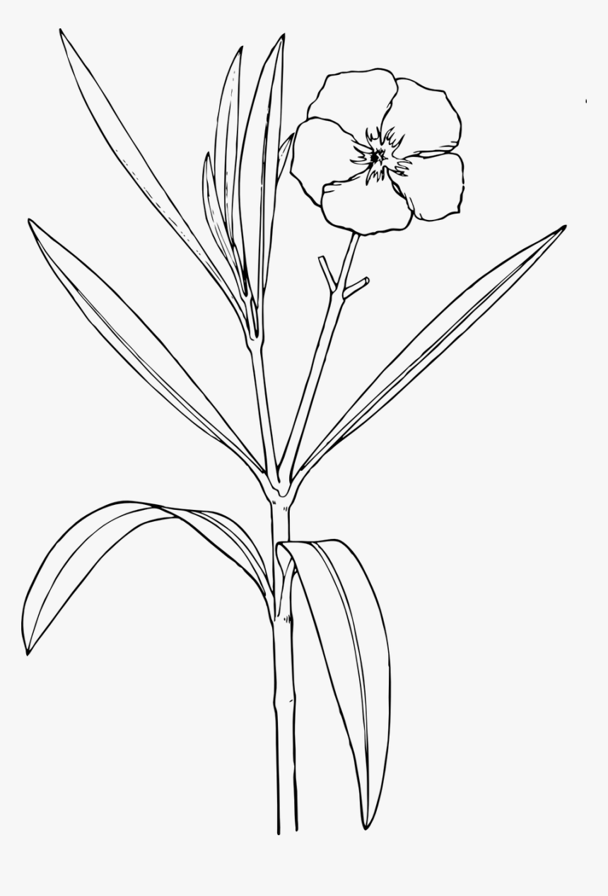 Transparent Flower Bushes Png - Nature Drawing A Flower, Png Download
