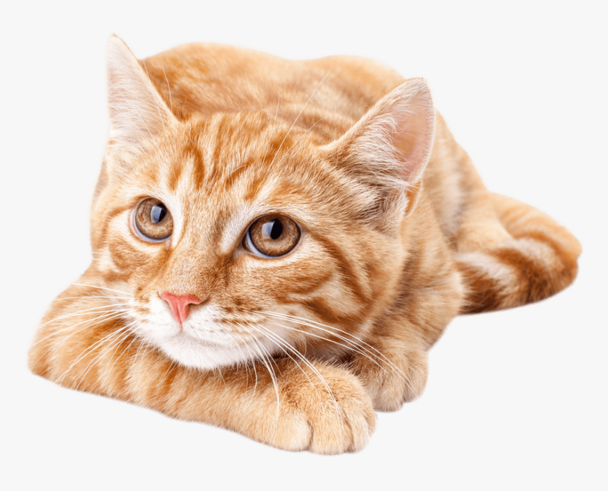 Cat,small To Medium Sized Cat,whiskers,european Short - Cute Orange Tabby Cat, HD Png Download